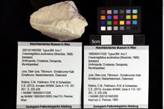 Foto (Objket + Etiketten) von Cracensigillatus acutirostrus (Moericke, 1889) 